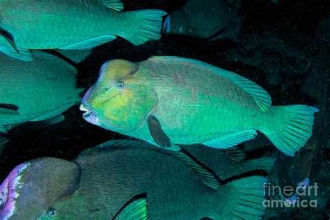 Green humphead parrotfish Photograph by Joerg Lingnau | Fine Art America