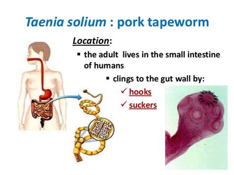 Tapeworm Anatomy - Anatomy Reading Source