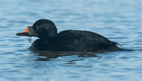 Common Scoter by Jack Bucknall - BirdGuides