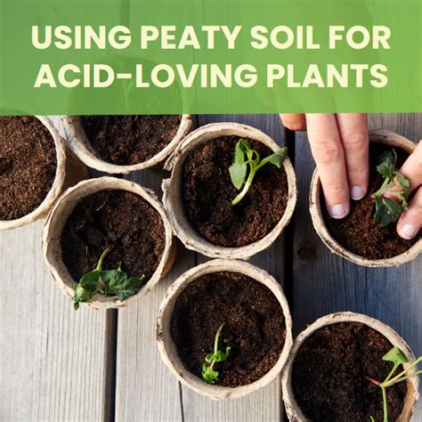 Using Peaty Soil for Acid-Loving Plants: Tips and Tricks - Landzie