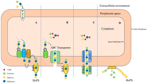 Foods | Free Full-Text | Biological Activity of Lactic Acid Bacteria Exopolysaccharides and ...