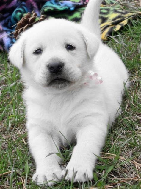 25+ bästa White lab puppies idéerna på Pinterest | Labradorvalpar ...