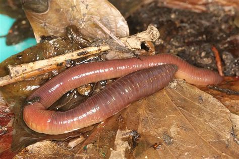 Earthworm | The Animal Facts | Appearance, Diet, Habitat, Behavior