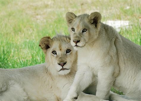 White Lions by Belsebumsan on DeviantArt