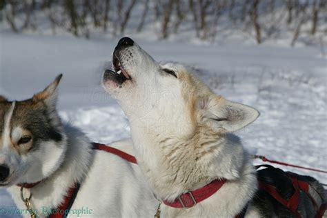 Dogs: Husky howling photo WP11911