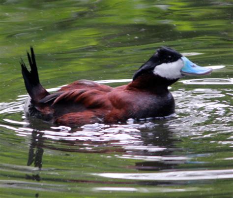 Ruddy Ducks image - Free stock photo - Public Domain photo - CC0 Images