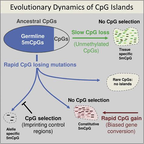 Primate CpG Islands Are Maintained by Heterogeneous Evolutionary Regimes Involving Minimal ...