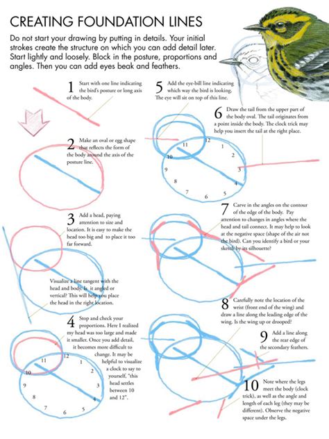 Drawing Birds Tutorial • John Muir Laws