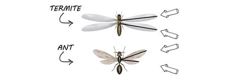 Are You Seeing Ants With Wings? How To Tell If It Is A Flying Ant Or Termite | Pest Support ...