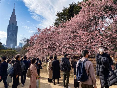 Shinjuku Gyoen winter cherry blossoms in full bloom - Japan by web