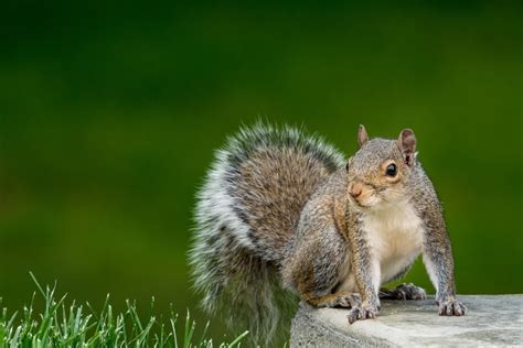 38+ Types of Squirrels - Field Guide (Names, Photos and More) - Outforia