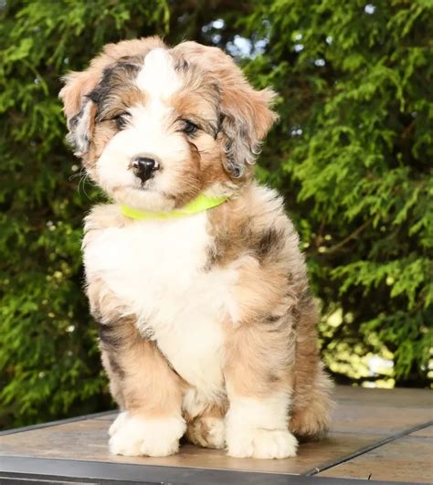 Mini BerneDoodle Puppies