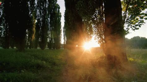 Forest Sun Rays GIF - Forest Sun Rays Calm - Discover & Share GIFs