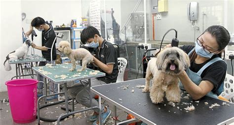 Caring for pets at home | The Star