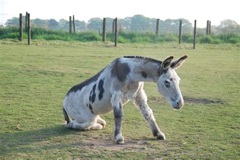 DSC_0092 | Donkey Sanctuary Leeds | Flickr