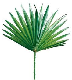 9 Best Palmetto Leaf Wall Art Stencil images | Leaf wall art, Palmetto ...