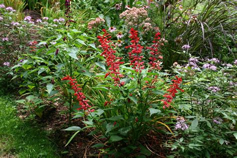 Salvia splendens - Wikipedia | Salvia, Perennials, Flower garden