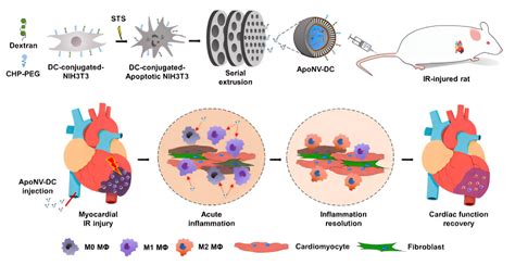 Novel treatment for myocardial infarction uses nanovesicles to modulate ...