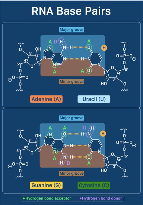 Structure Of Rna Nucleotide