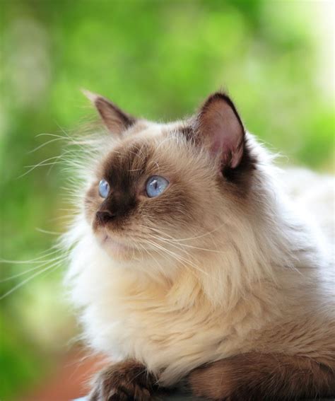 himalayan siamese cat breeders - So Delightful Blogs Photo Galery