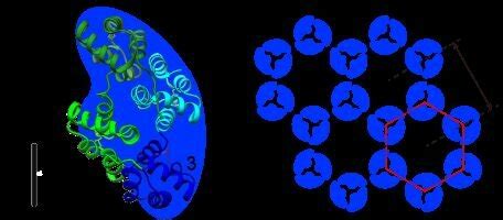 Structures of an annexin A5 (Ax5) monomer and two-dimensional (2D) Ax5 ...