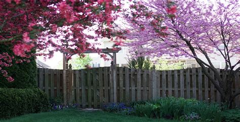 Redbud Tree Care: When, Where, How To Plant & Maintain It ...