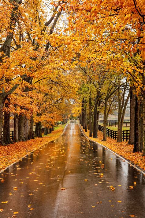 Plan A Road Trip To Lexington, Kentucky, For Spectacular Fall Foliage | Fall pictures, Autumn ...