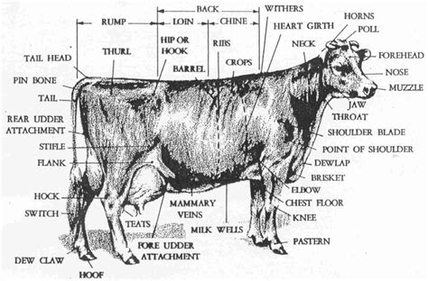 Dairy Cow Anatomy - Parts Large Animal Vet, Large Animals, Animals And ...