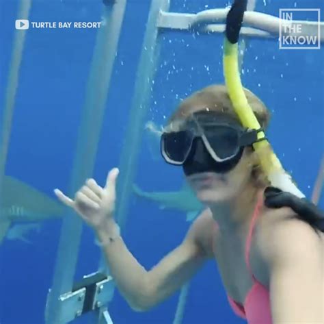 This is what it looks like to swim with sharks in a cage