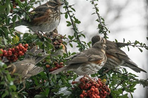 Redwing Bird On Migration Stock Photo - Download Image Now - Alertness ...