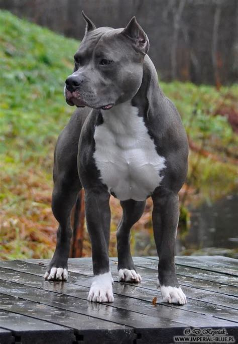 IMPERIAL GURU RED PEARL IN GINGER - American Staffordshire Terrier - Blue and White Pitbull ...