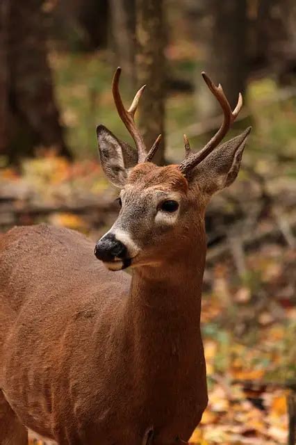 Do Female Deer Have Antlers? (species that do & don't) - World Deer