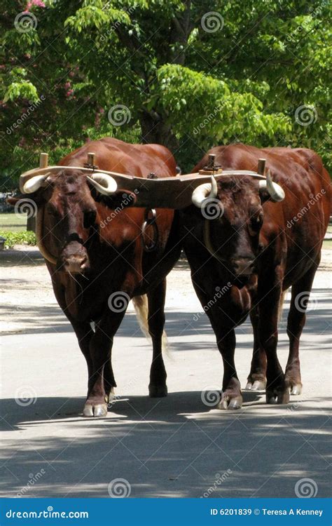 Oxen Royalty Free Stock Images - Image: 6201839