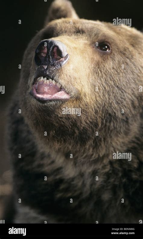 Grizzly bear roaring, close-up Stock Photo - Alamy