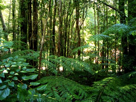 File:Valdivian temperate rainforest.JPG - Wikimedia Commons