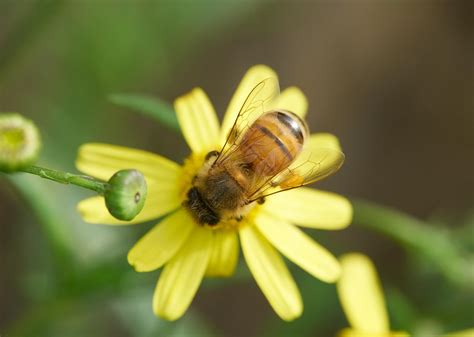 Natural light Bee : r/macro