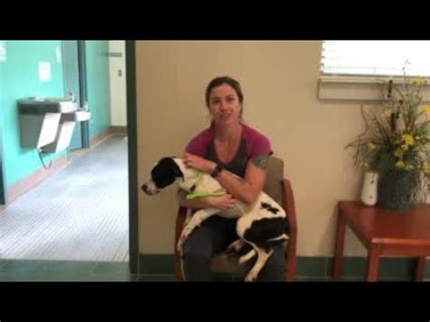 Watch now: Catawba County Animal Shelter introduces Dolly - YouTube