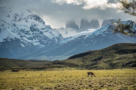 Grazing guanacos and silent mountains : a daily postcard in Torres del ...