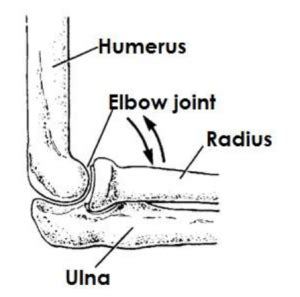 Hinge joint Qn What is a hinge joint? - reviseug.com