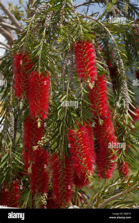 Bottle-brush tree in flower. Callistemon sp. Good for bees. In garden ...