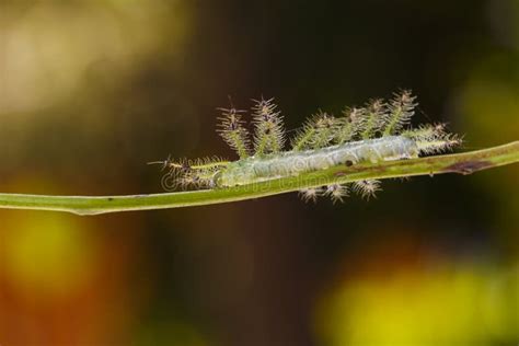 Caterpillar of the Commom Gaudy Baron Butterfly Euthalia Luben Stock ...