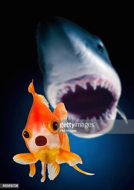 71 Inside Shark Mouth Stock Photos, High-Res Pictures, and Images - Getty Images