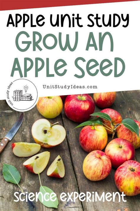 How to Grow an Apple Seed: Science Experiment for Kids