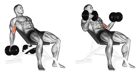 Incline Bench Biceps Curl with Dumbbells