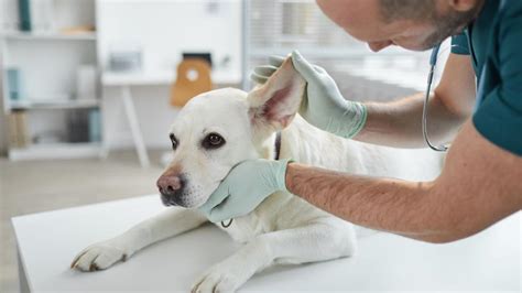 Tetracycline for Dogs | Dog, Pet Medication: PetMD | PetMD