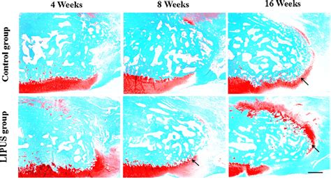 The safranin O staining showed the cartilage-like tissue formation ...