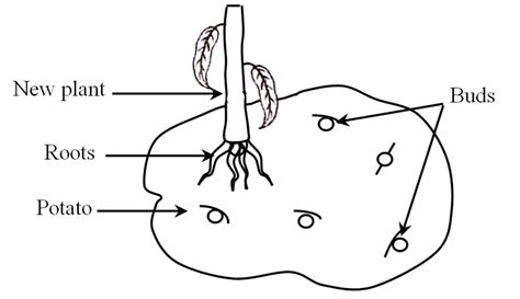 Vegetative Propagation: Definition, Diagram, Types and its Methods