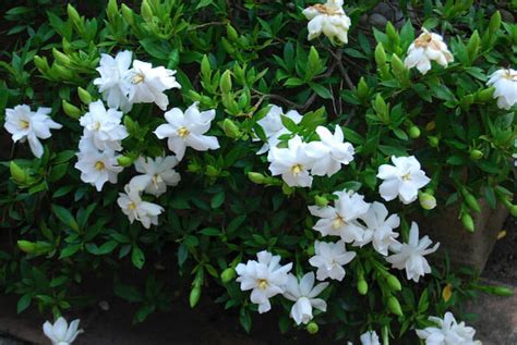 Gardenia 'Radicans' | Ground Cover Gardenias | Hello Hello Plants