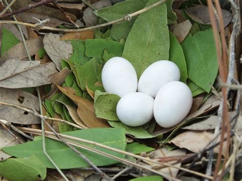 Purple Martin Nesting (Behavior, Eggs, Location + FAQs) | Birdfact