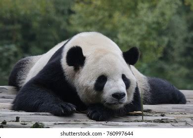 Tai Chan Famous Giant Panda Borned Stock Photo 760997644 | Shutterstock